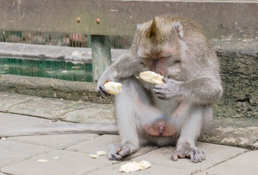 Naked Monkey in the monkey forest in bali indonesia