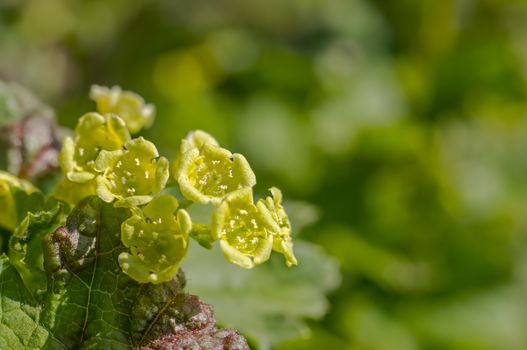 spring flower in my summer season garden