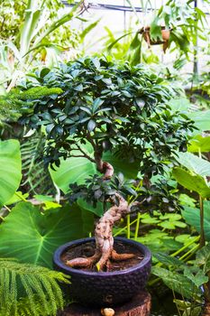 Orangery tropical plants and growth in Tbilisi botanical garden, Georgia