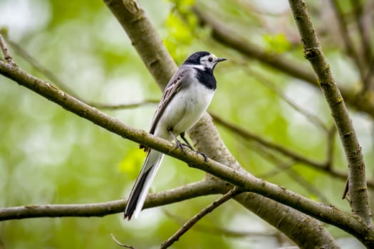 Wagtail sits on a branch
