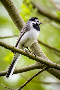 Wagtail sits on a branch