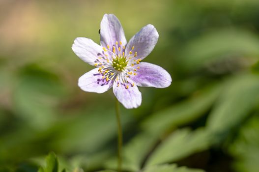 grove wind flower in the green season forest