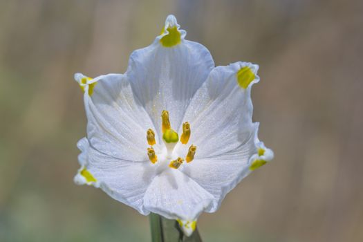 fresh spring blossom flower for easter season