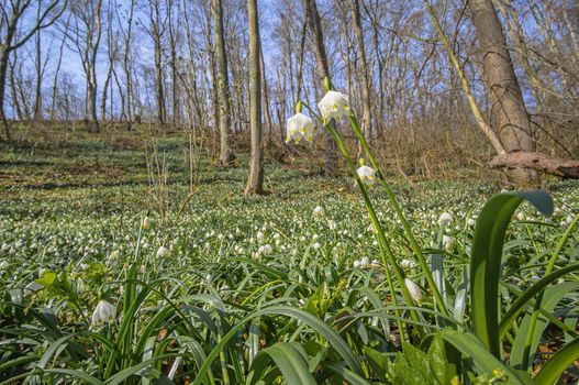 fresh spring blossom flower for easter season