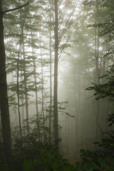 Forest view and fog in the Georgia