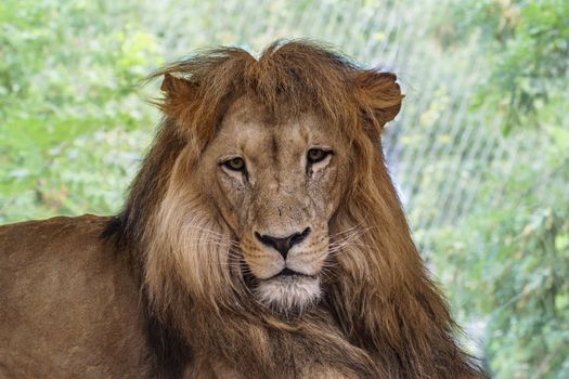 wild lion male is chilling in the savanna sun