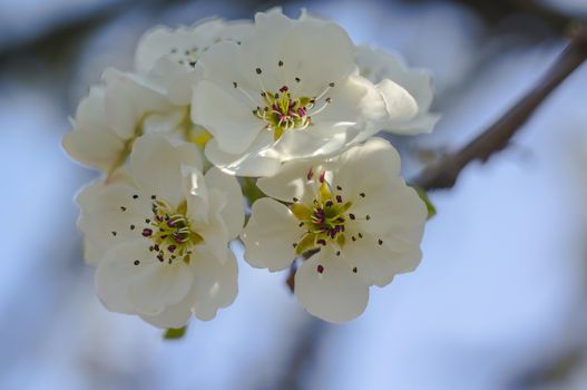 spring flower in my summer season garden