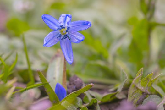 fresh spring blossom flower for easter season