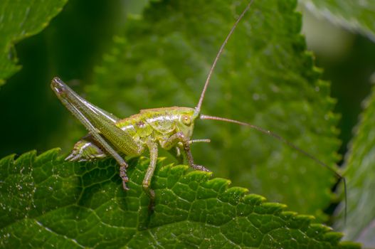 Grasshopper on green leaf in the season garden