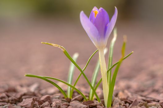 yellow blue white crocus in spring easter season garden