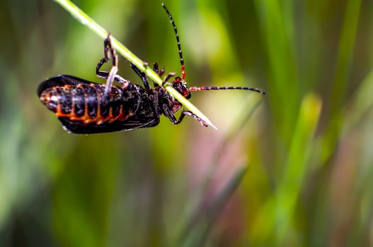 small red bug on green leaf in summer forest