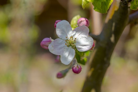 spring flower in my summer season garden