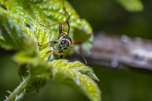 yellow striped bug on green leaf in summer forest