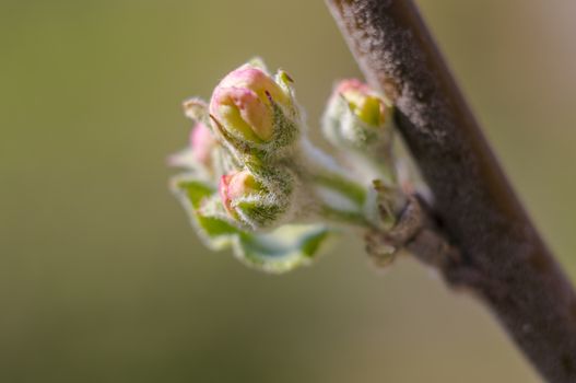 spring flower in my summer season garden