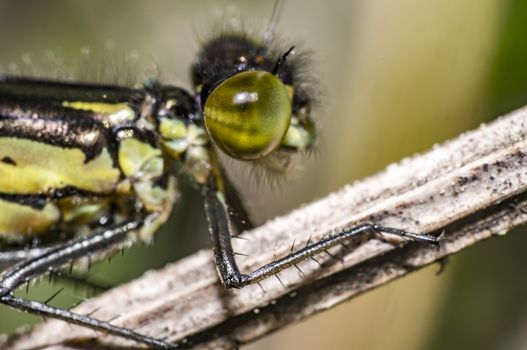 Green Dragon Fly in Nature summer season