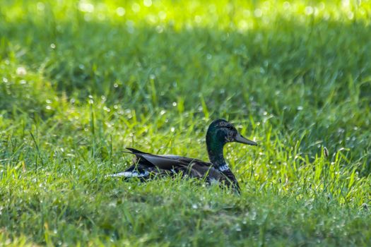 mallard in green lake park in summer season time