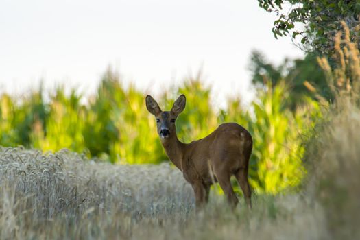roe deer at corn field in the wild nature