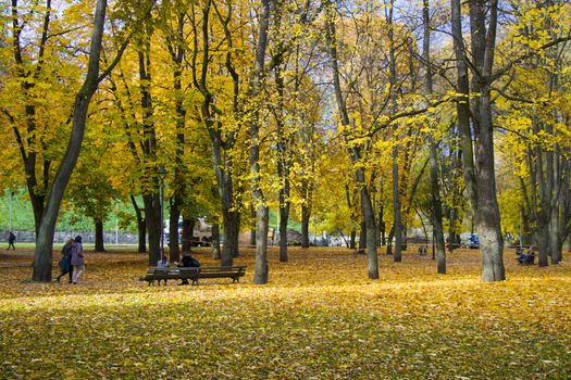 Famous park in city center of Vilnius, Autumn and fall trees and leaves. Lithuania