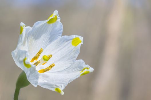 fresh spring blossom flower for easter season