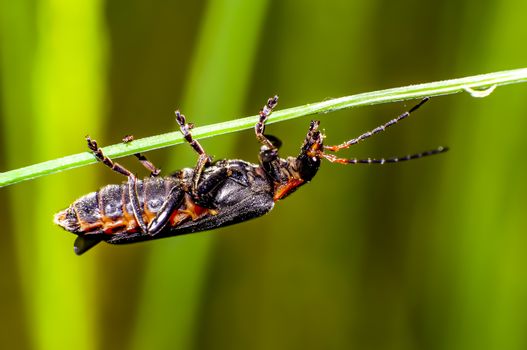small red bug on green leaf in summer forest