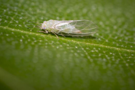 small cicada on green leaf in summer garden