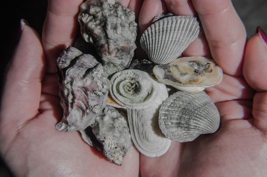 Water Burial shell on the hand which is colourful