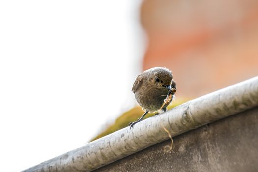 redstart female brings feed for the young