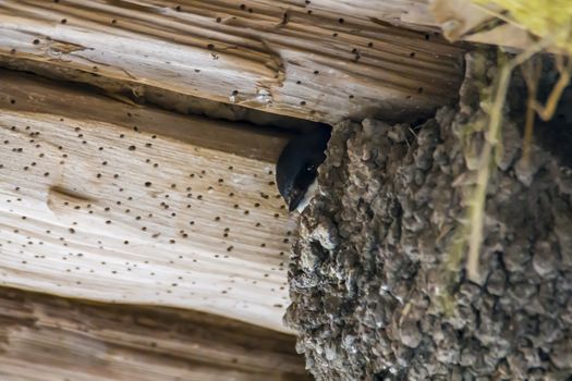 young swallow looks out of the nest