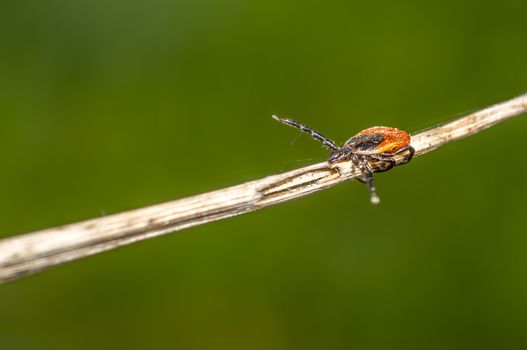 Tick on a herb in the summer season