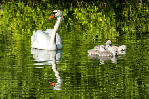 swan family at claer lake in summer season