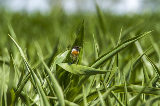 stonechat male on corn plant in nature reserve