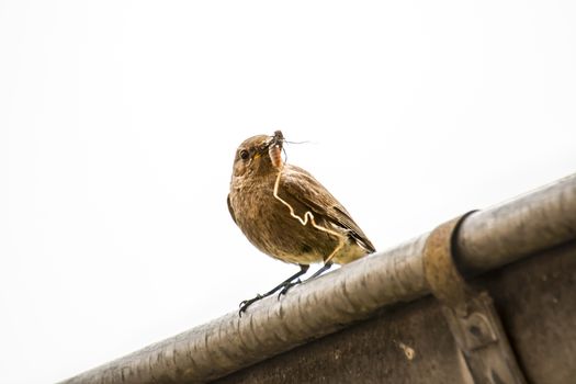 redstart female brings feed for the young
