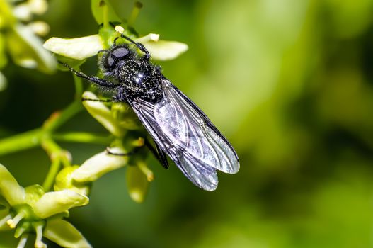march fly on green leaf in season forest