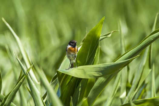 stonechat male on corn plant in nature reserve