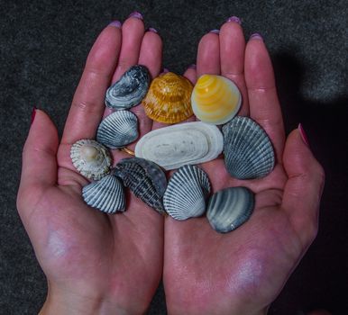 Colorful burial sea shell on lady hands