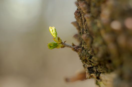 spring flower in my summer season garden