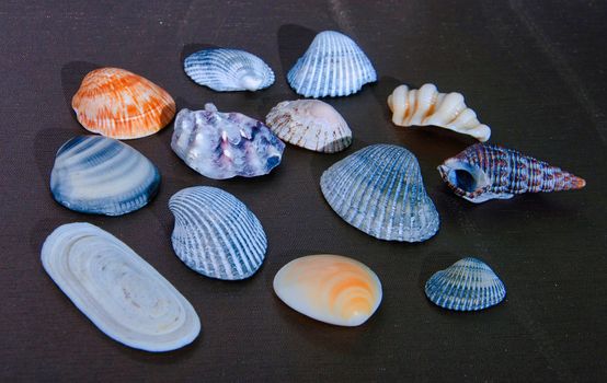 Collection of Burial sea shell