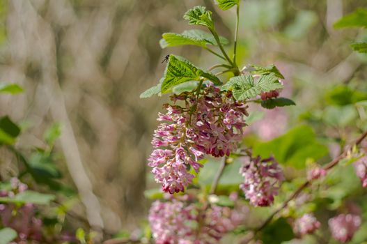 spring flower in my summer season garden