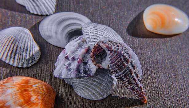 Colorful sea shell collection