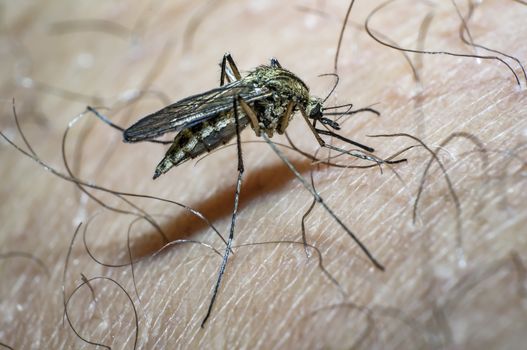 mosquito sucks blood on my skin