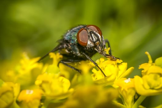 golden fly on meadow in summer season