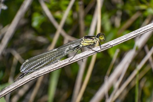 Green Dragon Fly in Nature summer season