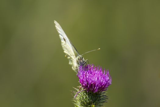 white Butterfly collects nectar on a thistle flower in nature conservation area