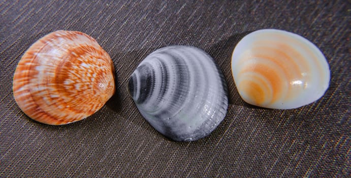 Colorful different of sea shell