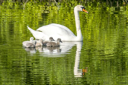 swan family at claer lake in summer season