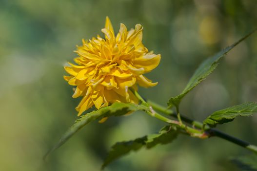 spring flower in my summer season garden