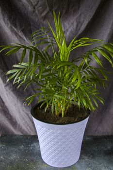 Indoor palm tree, Chrysalidocarpus Lutescens Areca plants, home decor air plants in room