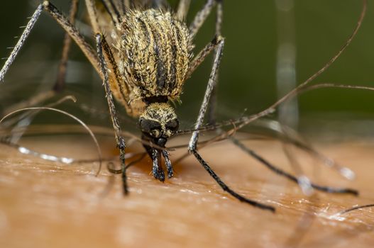 mosquito sucks blood on my skin