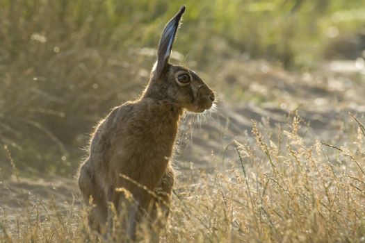 Field hare on meadow next to the grain field