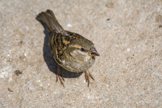 Sparrow looks into the camera